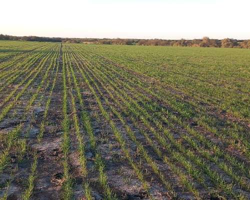 Campo Agricola 40 Hectáreas San Salvador Entre Rios