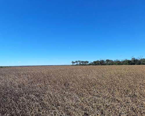 Vendo 600 Has de Campo Zona Vilelas