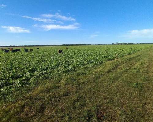 Campo Mixto 360 Hectareas