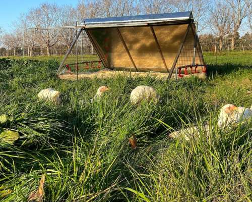 Jaulas para Cría de Pollos / Gallinas a Campo