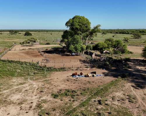 Venta Campo San Cristóbal, Santa FE. 1.280 HA.
