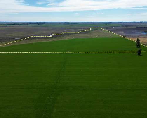 100ha. Rafael Obligado. Mixto.
