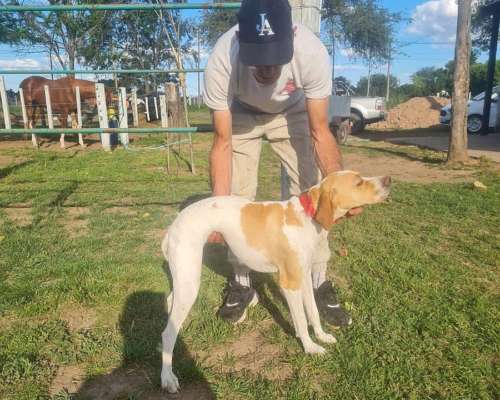 Vendo Cachorra Pointer 9 Meses