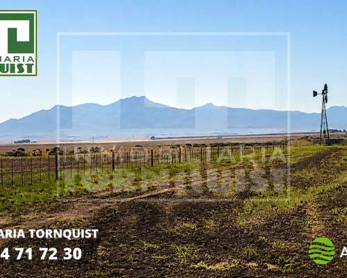 Campo 90% Agric Sobre Ruta 72 Cnel Pringles 300 HAS/3600 USD