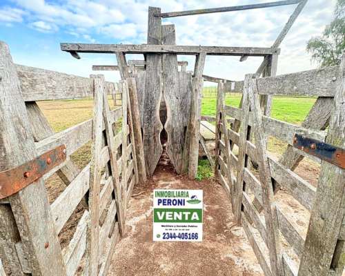 Campo Gandero Cria 765 Has. en Centro de Pcia. de BS AS.
