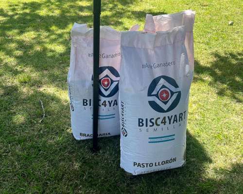 Semillas de Pasto Lloron