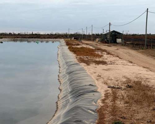 74 Has Carril Chimbas Pozo Nuevo, Goteo y Tela Antigranizo