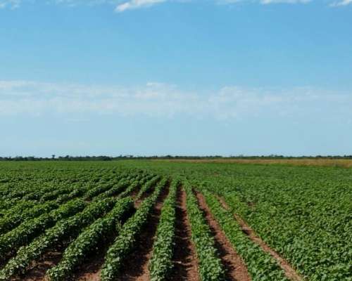 Campo Agricola 589 Has - Tres Isletas Chaco