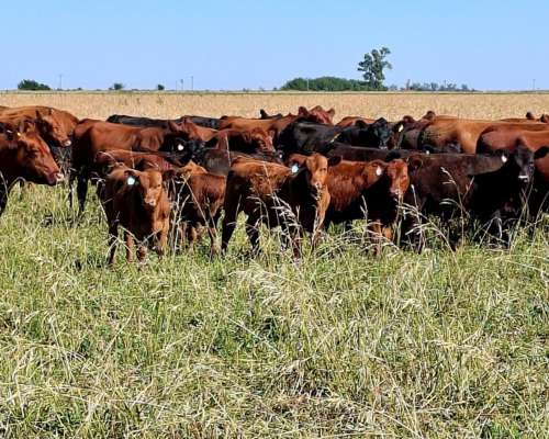 Venta de Terneros Angus 210 Kg