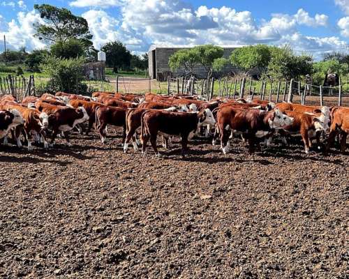 Compro Invernada 180kg-200kg de Contado