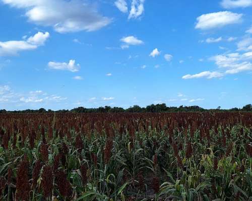 600 Has Tostado Santa FE