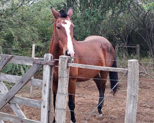 Campo Ganadero 1.778 HA. Cruz del Eje, Córdoba