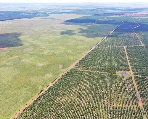 Se Vende Campo Ganadero de 505 Ha en Virasoro, Corrientes