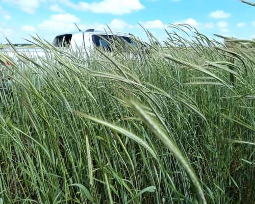 45 Has. Agrícolas San Antonio de Areco