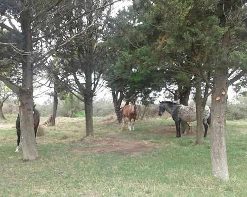 Inmobiliaria Pousa Pousa Vende