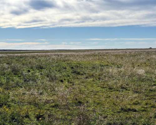 Campo en Venta – 734 Has Berraondo (villarino)