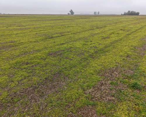 30 HA. Agrícola Suelo Clase 1. Muñoz (santa FE)