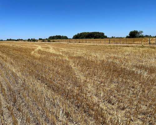 Campo Agrícola 46 Ha 100% Laborable Erezcano-conesa (BS AS)