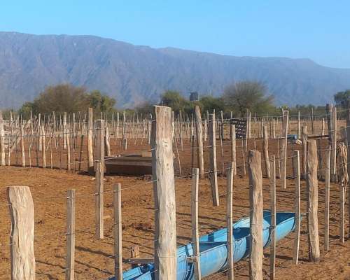 Campo Agricola Ganadero Ferlot en Catamarca