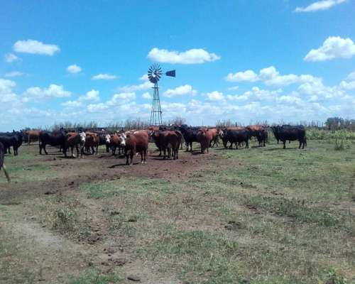 Ba3210 170 Has. Venta Mixto Bolivar Buenos Aires