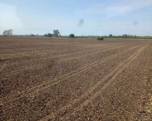 Rastron Nivelador LF-7000 7 M Ancho de Labor