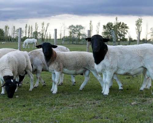Dorper . Borregos y Carneros