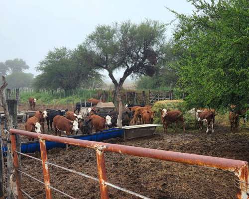 Campo Ganadero de 5.200 Hectáreas -san Luis