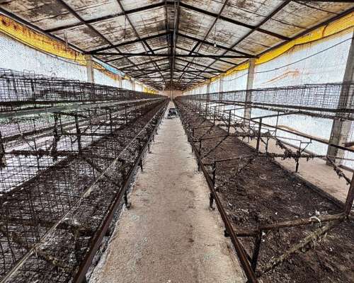 Jaulas para Gallinas Ponedoras 8.000 Aves
