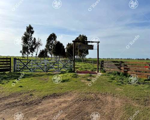 Campo en Venta de 830 Has en Coronel Dorrego. Mixto