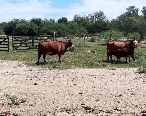 Vendo Campo San Luis