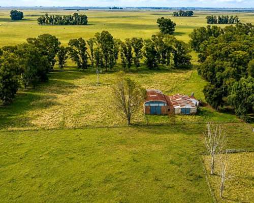 Martin Colman, Rauch, Buenos Aires - 550 Ha