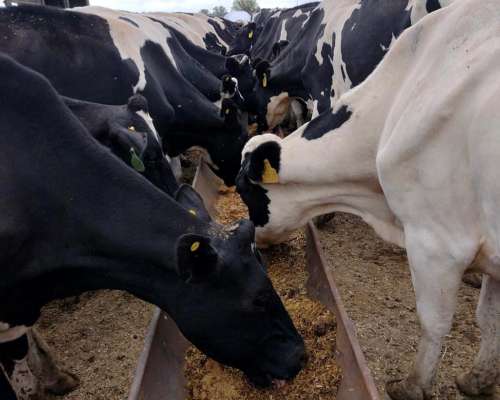 Comederos Caño Petrolero 24” de 12 Metros (sin Iva)