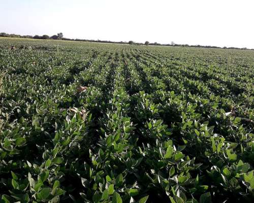 45 Has Agricolas Lucas Gonzalez