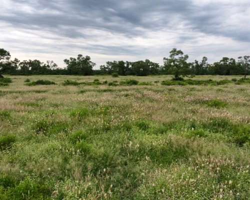 Santiago del Estero Gran Campo Ganadero 4.300 Has