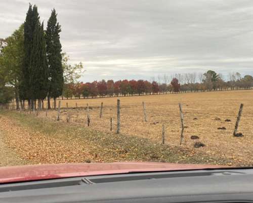 1000 Ha en San Antonio de Areco