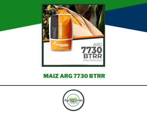 Semilla de Maiz ARG 7730 Btrr - Argenetics