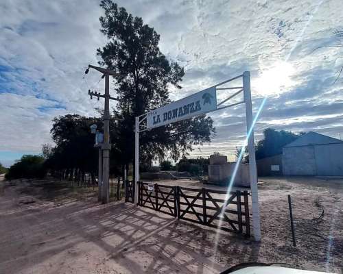 55 Hectareas con Olivos Aimogasta la Rioja