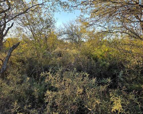 Vendo Campo en Lugones S/ Ruta 34 SGO del Estero 947 Has