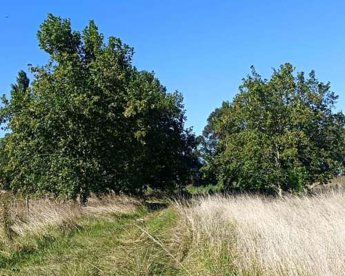 Gral. Alvear 74 Has. Agrícolas