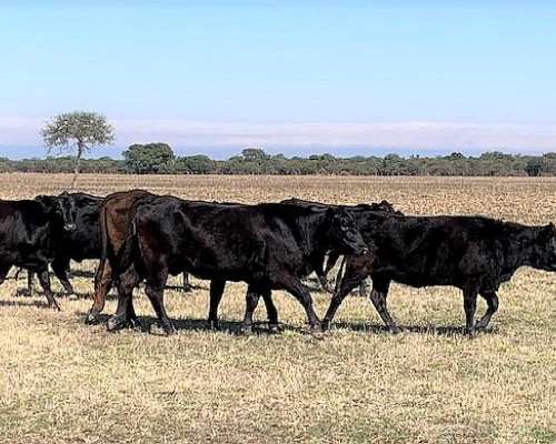 Campo a la Venta Ambrosetti - Dpto San Cristóbal - Santa FE