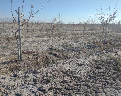 Campo de 200 Has con 30 Has de Pistacho 1er Producción 2026