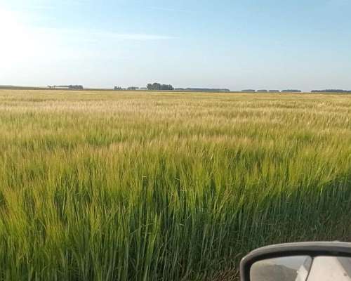Vendo Buen Campo Mixto