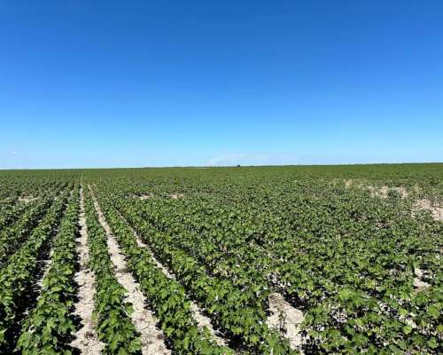 Banderas Santiago del Estero 430 Has Agricolas - Financia