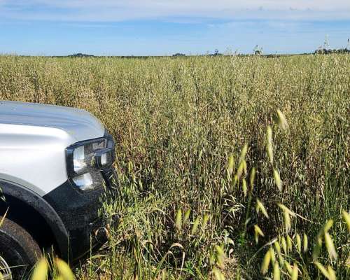 Se Ofrece Campo en Alquiler. Ruta 2. Ayacucho