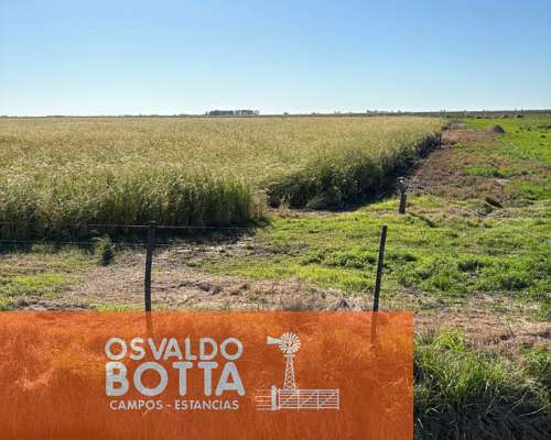 Campo Mixto en Venta, 1645has Carlos Tejedor