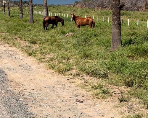 Catamarca 6300 Has Mixtas Desarrolladas