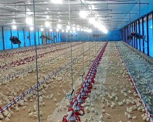Granja Avícola. 92.000 Pollos Entre Rios