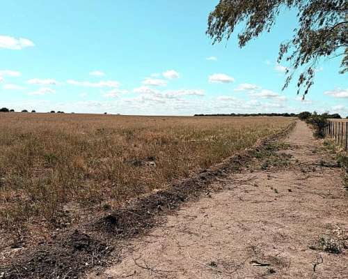 212 Ha Algarrobo Sobre Ruta 22