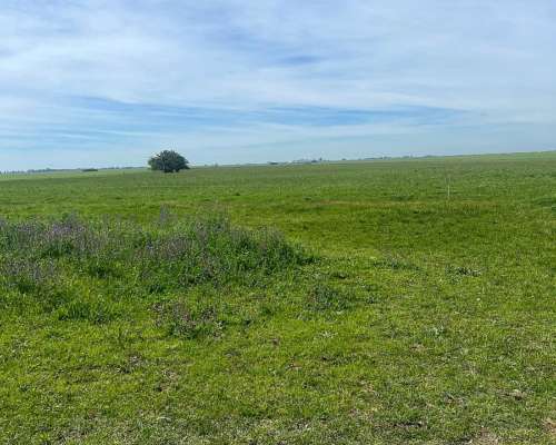 178 Has Agricolas Cultivos Soja Maíz Trigo Alfalfa
