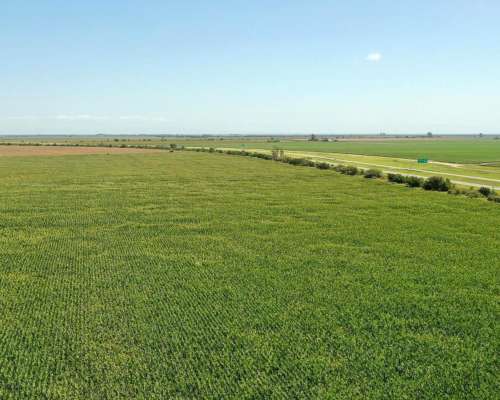 Piquillín, Río Primero, Córdoba - 56 Ha